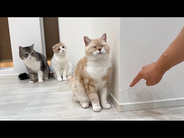 壁で爪研ぎしてボロボロにしちゃった猫を怒ったらまさかのこうなっちゃいました…