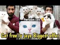 Persian cat || Tollinton market Lahore || Persian cat triple coat price || MMB pet lover || cat shop