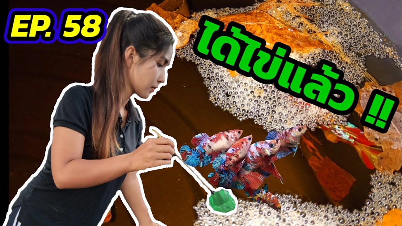 EP.58 สอนแฟนเพาะปลากัด l ตอนที่ 2 ปล่อยตัวเมียลงรัด พร้อมลุ้นไข่แต่ละคู่