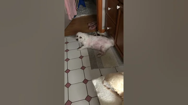 White Shaker Dog Syndrome in my 11 year old Bichon...