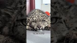 分享10种动物撒娇模样，你最喜欢那种？ #趣聞 #大陸 #动物科普