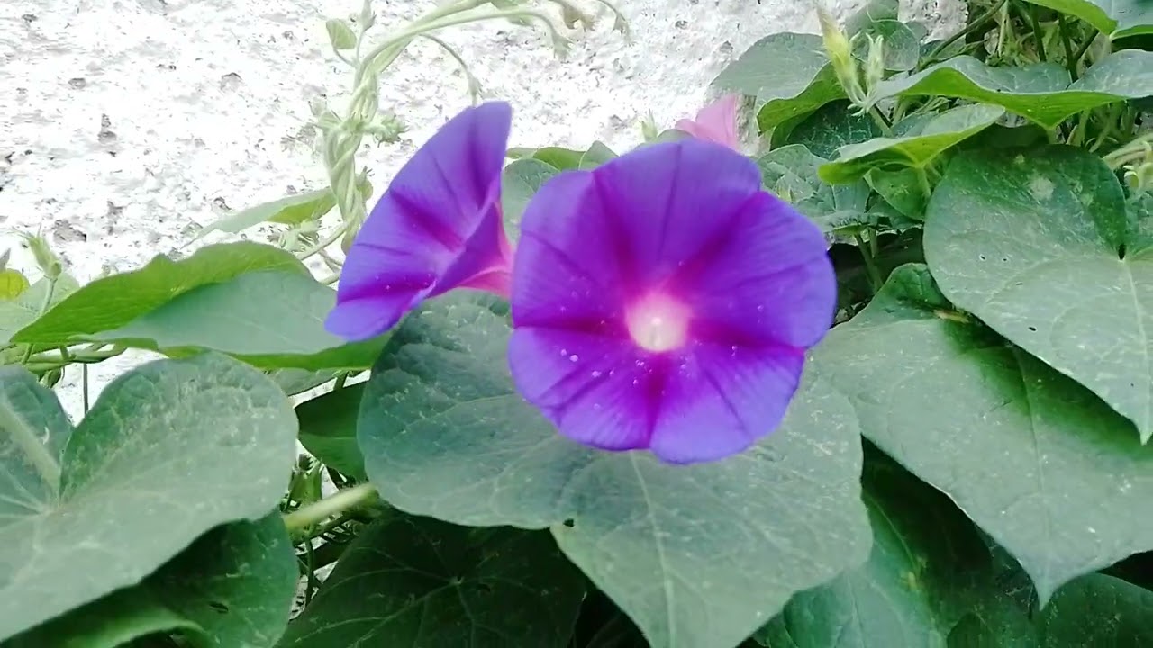 My Creepers and Climbers day by day / Day 44 - Sunny