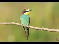 Bienenfresser (Merops Apiaster)