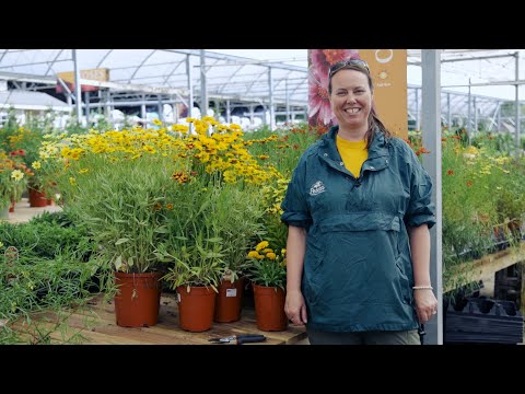 Video: Odrůdy rostlin Coreopsis – zjistěte více o různých typech květin Coreopsis