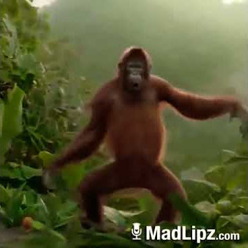 Orangutan Joget Versi Dubbing Lagu Iklan Pasta Coklat Choki-Choki
