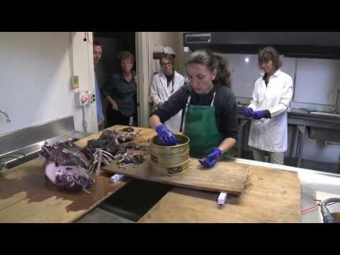 A Mako Shark's Last Meal