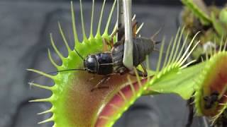Feeding crickets to Venus Flytraps