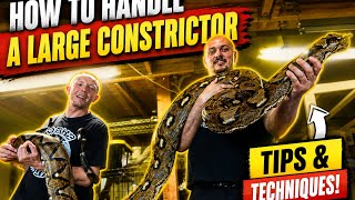 How to Handle a Large Reticulated Python with Shac Scales Blood Python Care Guide With Shac Scales