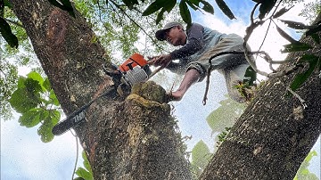 So dangerous... Stihl ms 881, Cut down a trembesi tree near a big river.