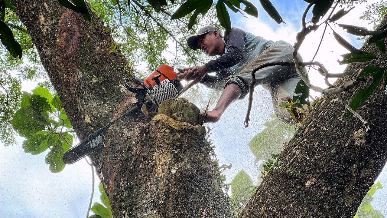 So dangerous... Stihl ms 881, Cut down a trembesi tree near a big river ...