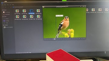 Bird Detection on Raspberry Pi 4