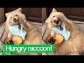 Cute Raccoon Eats Cherries | Raccoons are Awesome