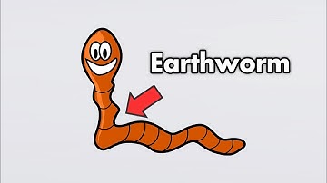 Strange Organ Inside Earthworm Have? - Earthworm Dissection