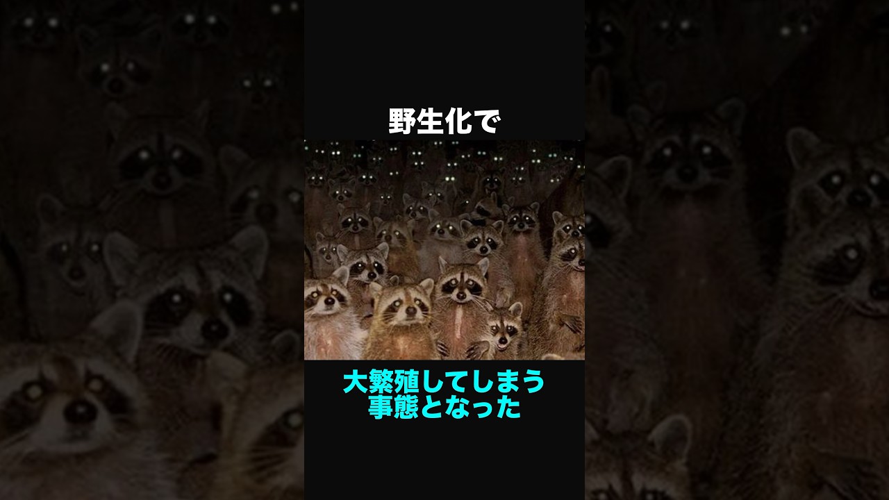 アライグマに関する面白い豆知識