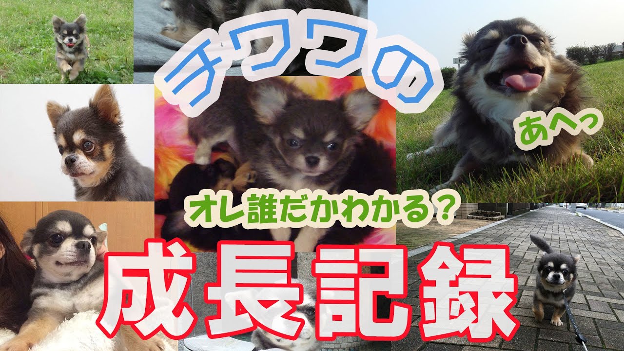 チワワの成長記録 生後2ヵ月から13歳 いつからタヌキになったのか Grown Up Record Of Chihuahua Youtube