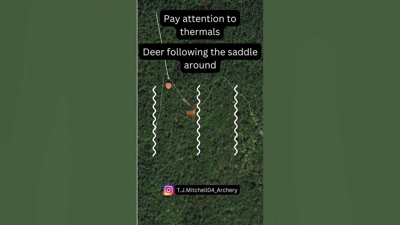Hunting Deer With Thermals And Saddles deer whitetaildeer bowhunting hunting-deer-with-thermals-and-saddles-deer-whitetaildeer-bowhunting