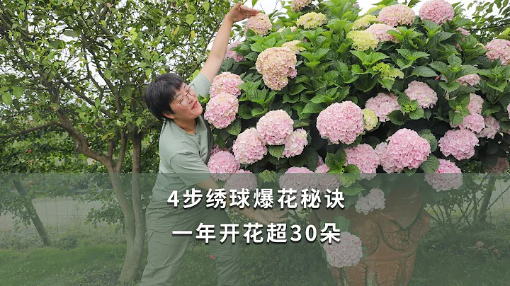 【海妈园艺课堂60】4步绣球爆花秘诀，一年开花超30朵|Secrets of Hydrangea Macrophylla Bloom - 天天要闻