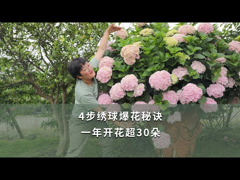 【海媽園藝課堂60】4步繡球爆花秘訣，一年開花超30朵|Secrets of Hydrangea Macrophylla Bloom