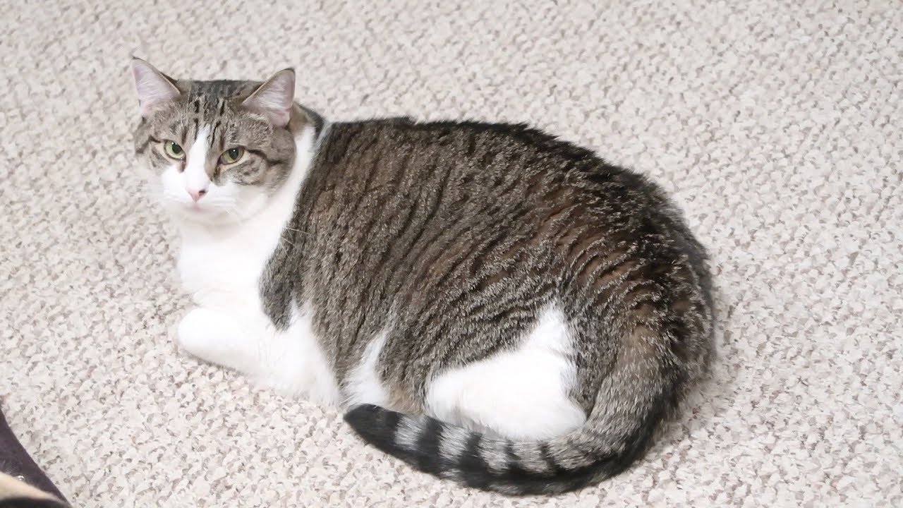 funny cats sleeping in weird positions compilation 2014 funnyplox Boo Year 2 # 69 - Becoming Friends With Hydrox, Let Bad Moods Go, A Strange Loud Noise