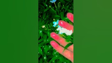 Thumbnail of Flowers 🌼💫💜#Rm #flowers#song #shorts