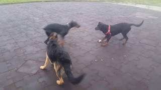 Doberman vs German Shepherd vs Rottweiler