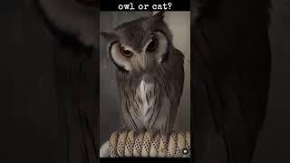 owl or cat? #funnyanimals #owls #owlsofinstagram #youtubeshorts