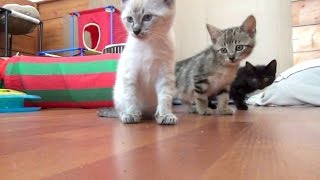 The Adorable 7 Foster Kittens  Speedwell & The New Toy  Vlog #7