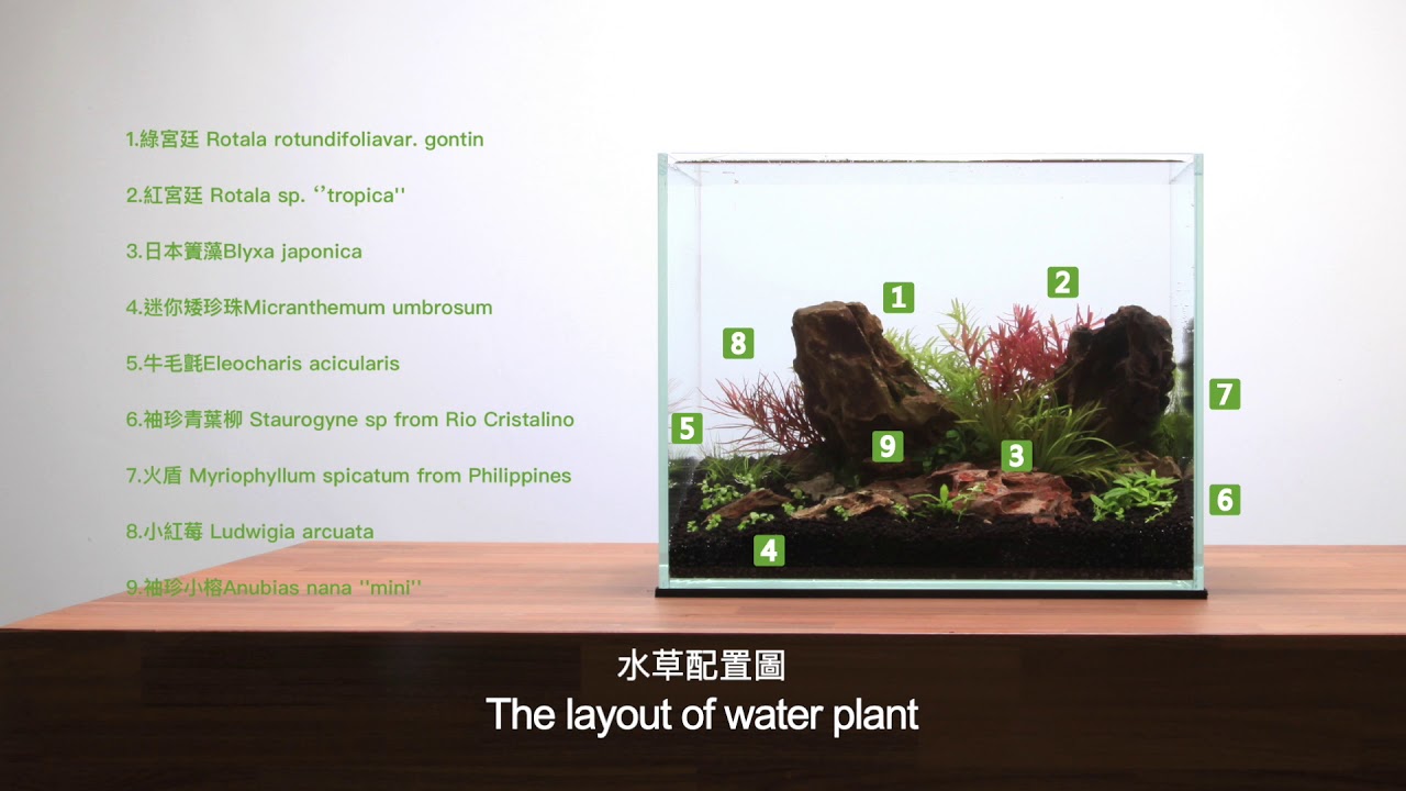30cm水草造景缸配置30cm Water Plant Tank Tutorial Youtube