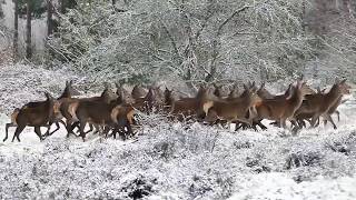 Deer With Mix Nature | الغزلان مع الطبيعة الحلوة