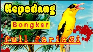 Masteran burung kepodang bongkar suara fariasi!!Jamin bakal gacor