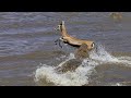 Struggles of the Solitary Gazelle A River Crossing Tale