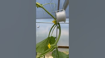 The TRELLIS system is AMAZING! #shorts #gardening