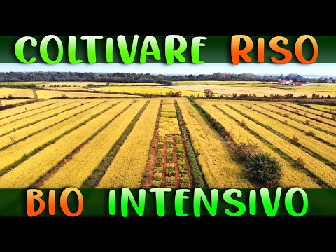 Video: Riesci a guadagnare coltivando il riso?