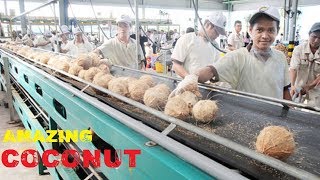 Amazing COCONUT Processing &amp; Cutting Compilation ★ Fast Workers COCONUT Cutting Skills Food Machines