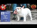 MACHETE (Vanegas) El mejor BULLDOG INGLES de Mexico 2020!! HECTOR BOLAÑOS