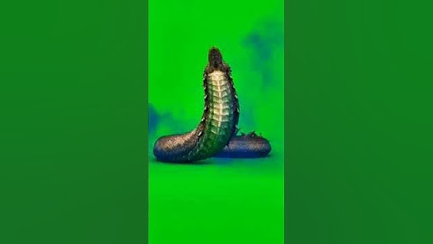 Big Snake 🐍 Green Screen VFX Effect 🤯 #animation #chromakey #snake #greenscreen  #snake #viralvideo