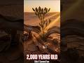 🌿 This Plant Is 2,000 Years Old — And Has Only Grown 2 Leaves Its Entire Life