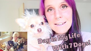 Day in my life with 7 dogs by Cece Canino My Life With Dogs 47 views 1 year ago 10 minutes, 42 seconds