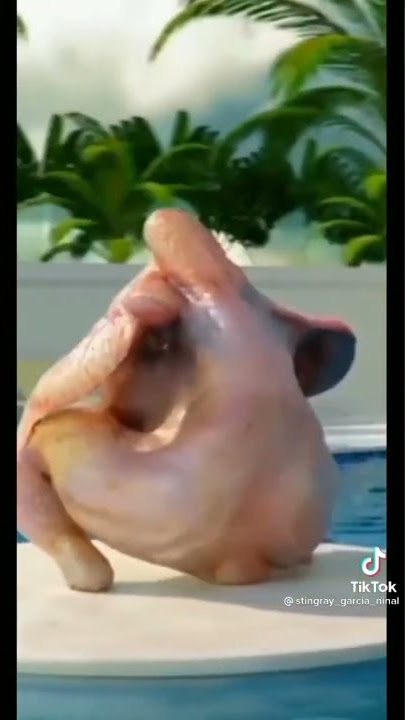 manok na nagsasayaw