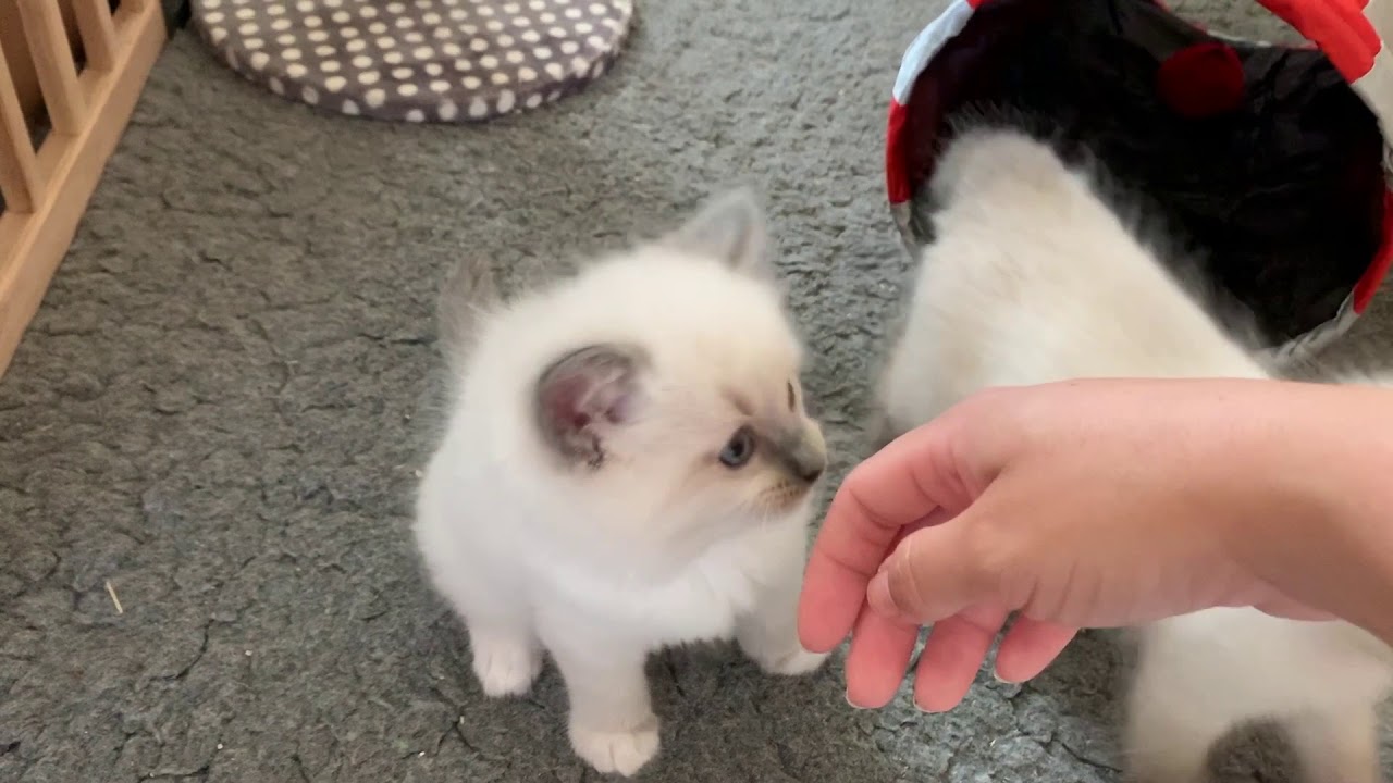 Regality Ragdolls ('A' litter) 8 week old kittens YouTube