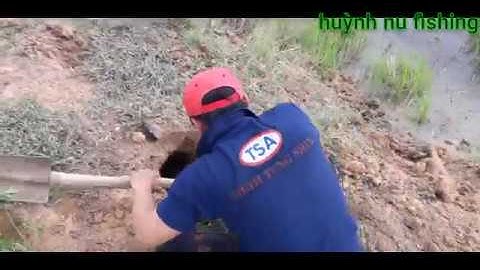 Bắt chuột đồng trong mùa nước lũ ham thế này| Catch the hamSters in the Flood season