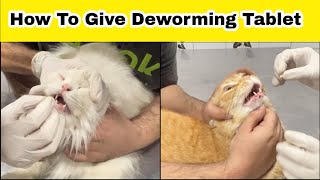 How to Give a Cat a Deworming Tablet | How to pill a cat