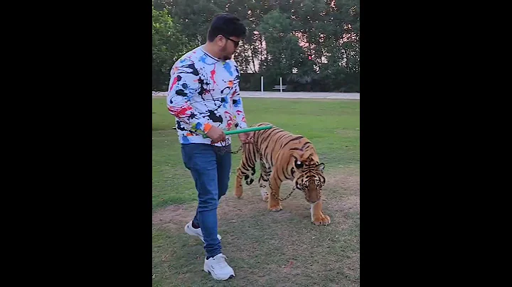 Tiger Attack on Camera Man | Nouman Hassan |