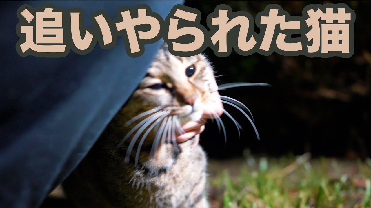 縄張り争いに負けた野良猫の選んだ道 地域猫 siii Sel24f14gm Youtube