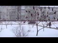 г.Сумы 18.01.2016 снегопад, ул.К.Зеленко