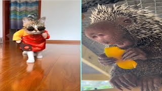 Funny/Cute Animal Videos Try Not To Laugh 17 🤣🐶🦔 by New Level Creation 7 views 1 year ago 5 minutes, 8 seconds