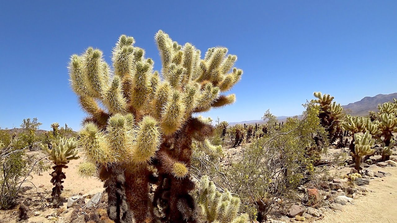 When Two American Deserts Collide | Joshua Tree National Park [2] - YouTube