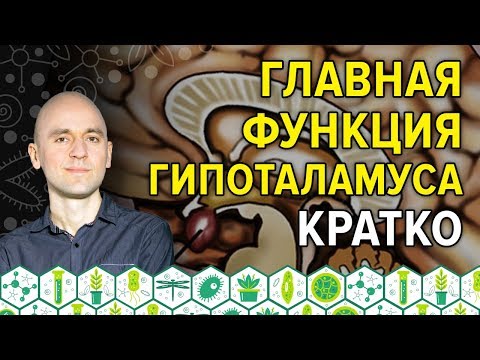 8.  Главная функция гипоталамуса кратко. Сможете назвать?