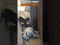 Ranking the FUNNIEST Dog & Cat Moments Ever 😂🐶🐱
