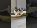 #funny #funnypets #youtube